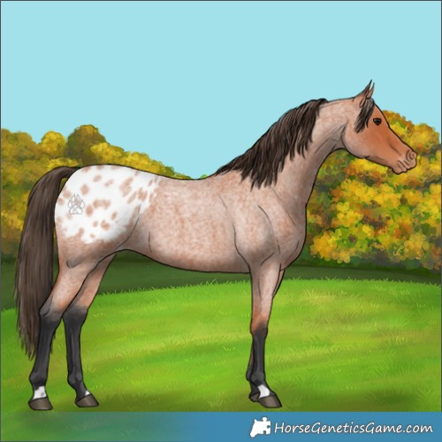 Horse Color:Bay Roan Appaloosa
