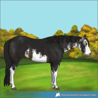 Horse Color:Gray White Spotted Brown 