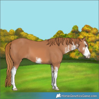 Horse Color:White Spotted Chestnut 