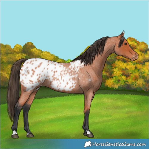 Horse Color:Bay Roan Appaloosa 