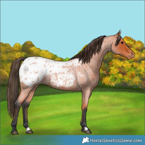 Horse Color:Bay Roan Appaloosa