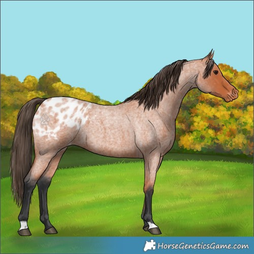 Horse Color:Bay Roan Appaloosa 