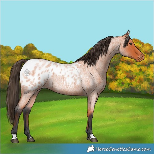 Horse Color:Bay Roan Appaloosa