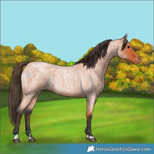 Horse Color:Bay Roan Appaloosa
