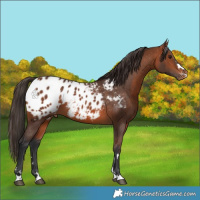 Horse Color:Bay Appaloosa