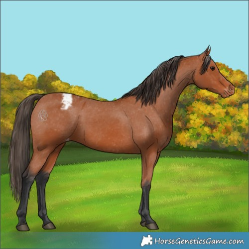 Horse Color:Bay Appaloosa 