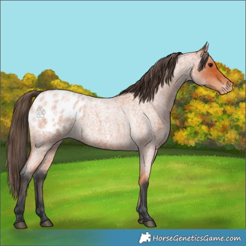 Horse Color:Bay Roan Appaloosa