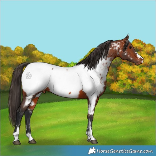 Horse Color:Bay Appaloosa 