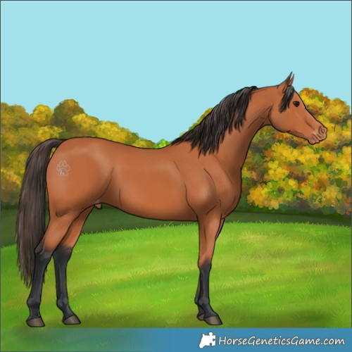 Horse Color:Bay Varnish