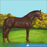 Horse Color:Gray Chestnut 