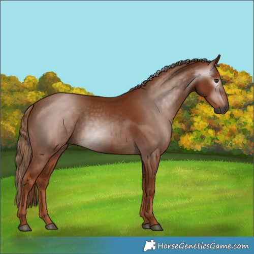 Horse Color:Gray Chestnut