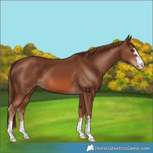 Horse Color:Chestnut 