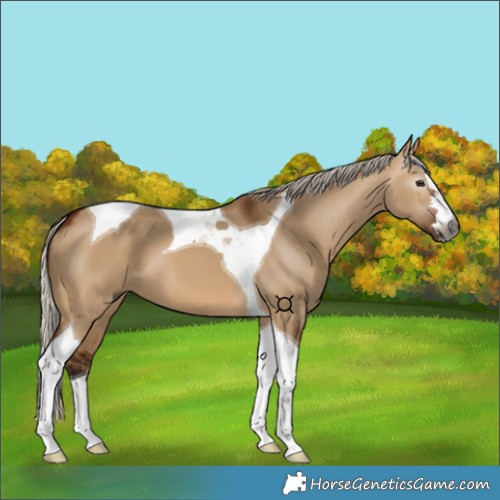 Horse Color:Gray Silver Bay Dun Tobiano 