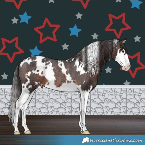 Horse Color:White Spotted Brown Splash Appaloosa Rabicano 