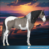 Horse Color:White Spotted Grullo Tobiano Rabicano 
