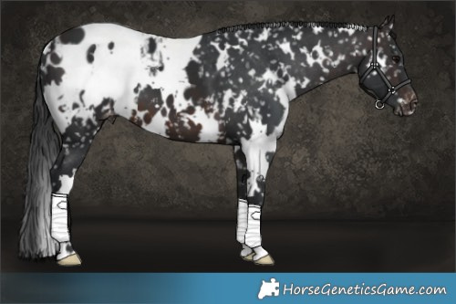 Horse Color:White Spotted Brown Appaloosa 