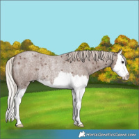 Horse Color:Silver Blue Roan Splash Rabicano