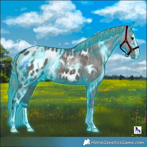 Horse Color:Thunderstruck Smoky Grullo Appaloosa