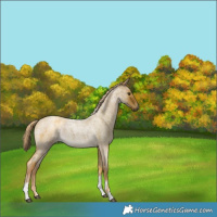 Horse Color:Chocolate Palomino Roan Dun Tobiano