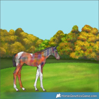 Horse Color:Nacre Plaid Black Tobiano