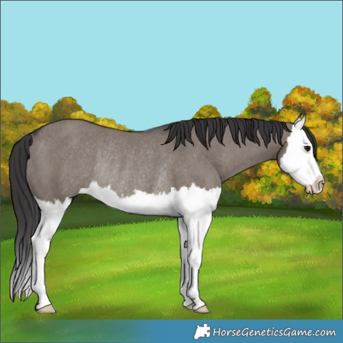 Horse Color:Smoky Grullo Splash Rabicano