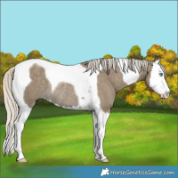Horse Color:Silver Smoky Grullo Splash Tobiano Rabicano 