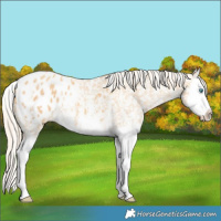 Horse Color:Gold Cream Champagne Sabino Splash Appaloosa