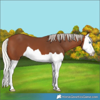 Horse Color:Silver Brown Splash
