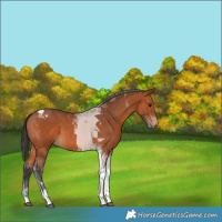 Horse Color:Bay Tobiano 