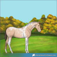 Horse Color:Amber Champagne Tobiano