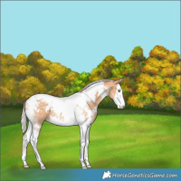 Horse Color:White Spotted Silver Classic Champagne Splash Tobiano