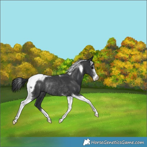 Horse Color:Black Sabino Tobiano Rabicano