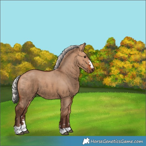 Horse Color:Silver Bay Dun