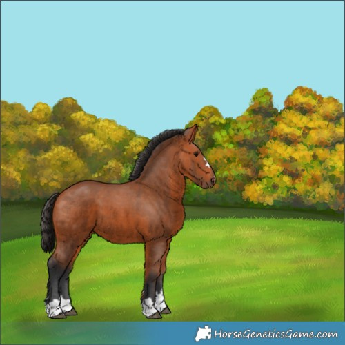 Horse Color:Bay 