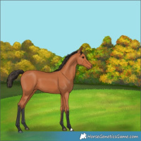 Horse Color:Bay 