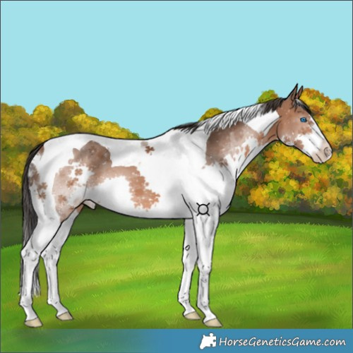 Horse Color:Bay Splash Tobiano 