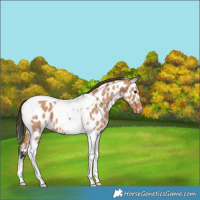 Horse Color:Bay Dun Tobiano Near Leopard 