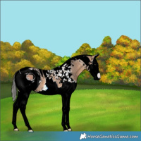 Horse Color:ERROR: UNKNOWN ANOMALY
