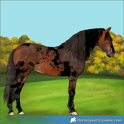 Horse Color:Void Bay Sabino Tobiano 