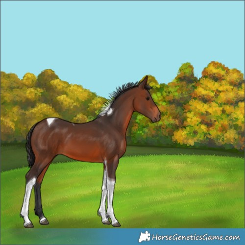 Horse Color:Brown Tobiano