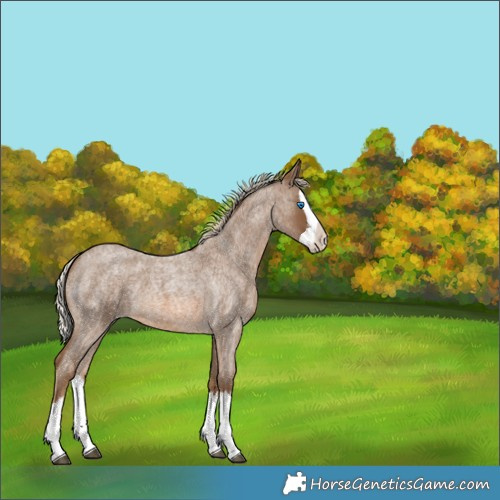 Horse Color:Chocolate Palomino Roan Splash