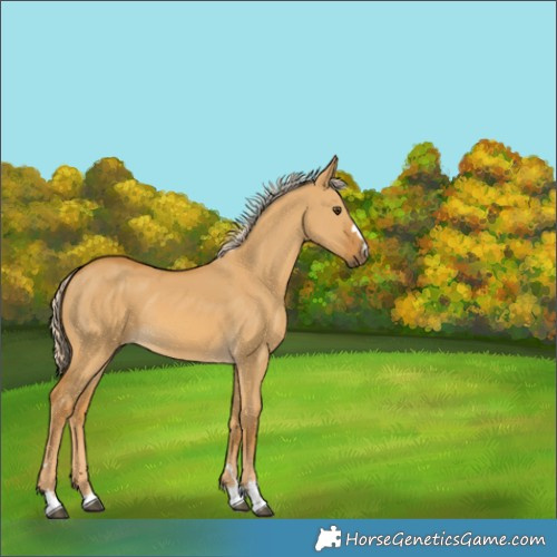 Horse Color:Palomino Dun