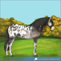Horse Color:Smoky Blue Onyx Appaloosa Rabicano 