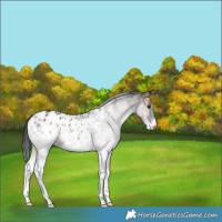 Horse Color:White Spotted Blue Onyx Blanket Rabicano 