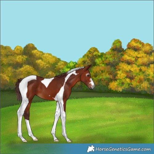 Horse Color:Gray Chocolate Bay Tobiano 