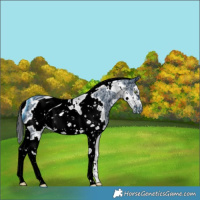 Horse Color:ERROR: UNKNOWN ANOMALY