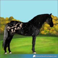 Horse Color:Void Silver Brown Dun Splash Tobiano Blanket 