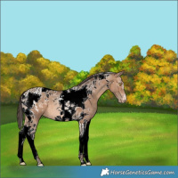 Horse Color:Sable Champagne Tobiano Appaloosa 