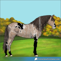 Horse Color:ERROR: UNKNOWN ANOMALY