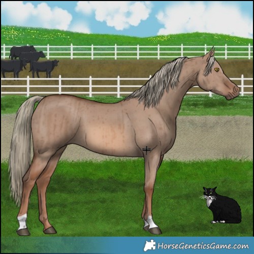 Horse Color:Red Dun Mushroom Brindle 